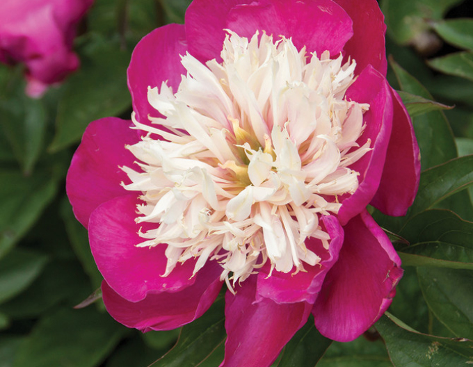 Pfingstrose ´White Cap´