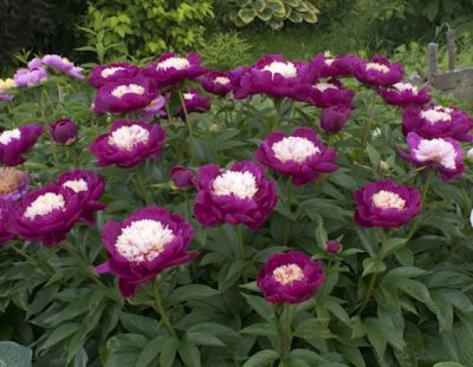 Pfingstrose ´White Cap´