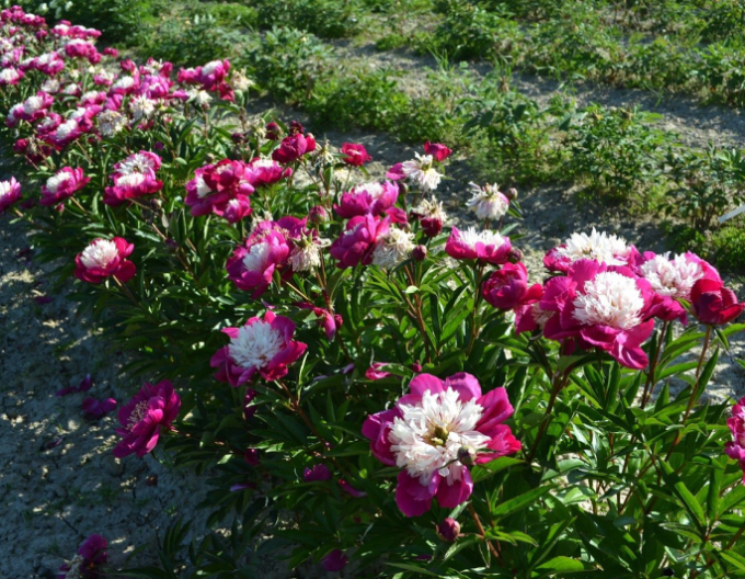 Pfingstrose ´White Cap´