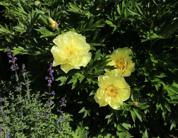 Pfingstrose itoh Bartzella Hybride