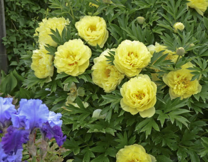 Pfingstrose itoh Bartzella Hybride