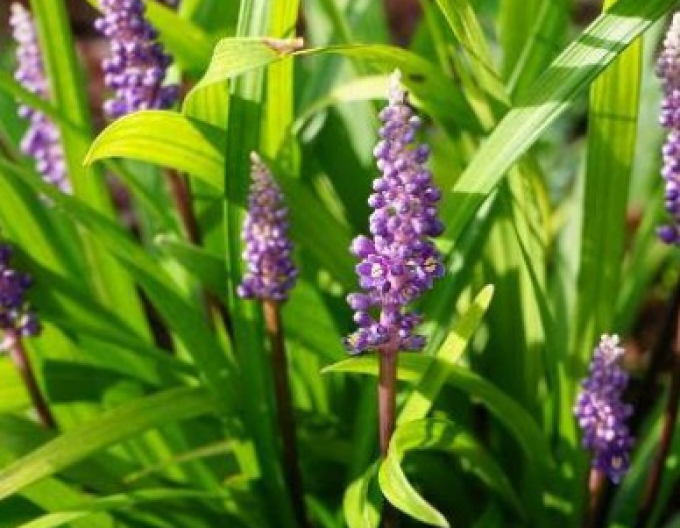 Liriope  Purple Passion 9x9