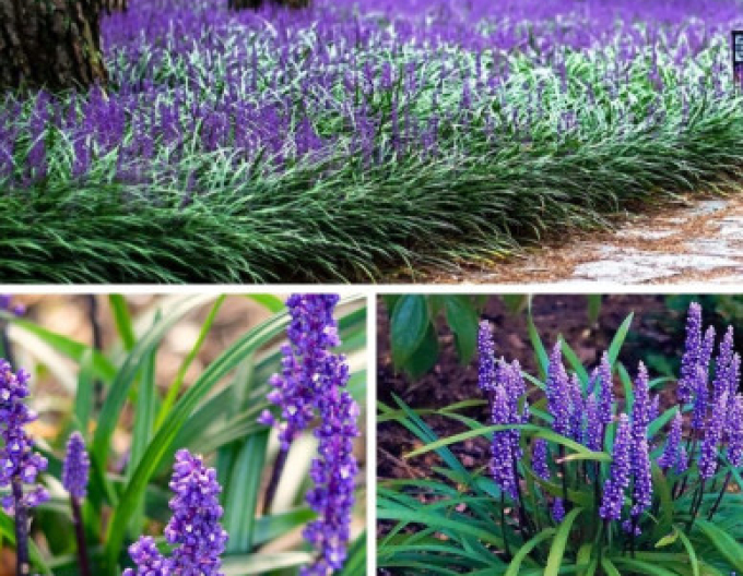 Liriope  Purple Passion 9x9