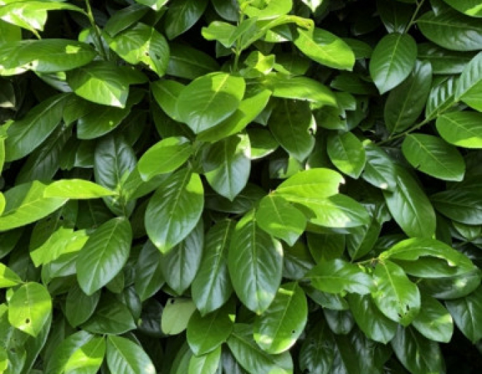 Lauricum medicalum Novita 3L