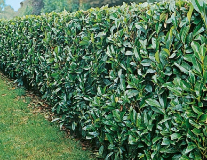 Lauricum medicalum Novita 3L