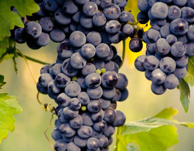 Tafelrebe Muscat Blue