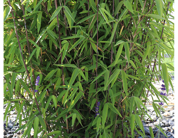 Bambus Fargesia Nitida Volcano (Vulkan-Bambus)