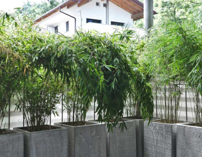 Bambus Fargesia Nitida Volcano (Vulkan-Bambus)