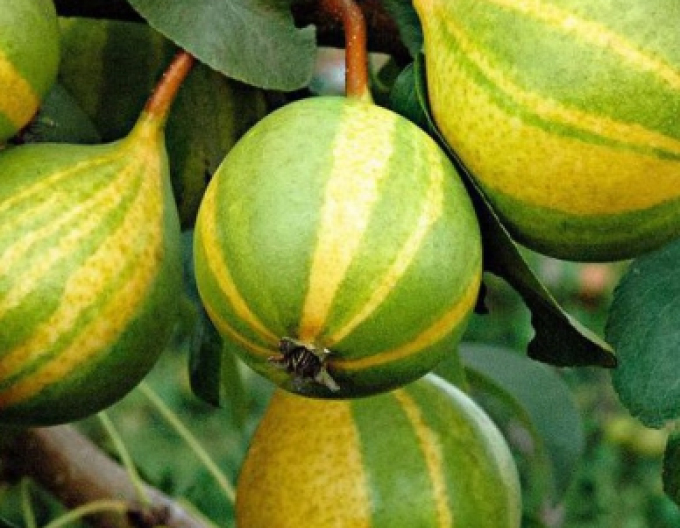 Birne Schweizer Hose Herbst, sub. Birne, Forts. 5l