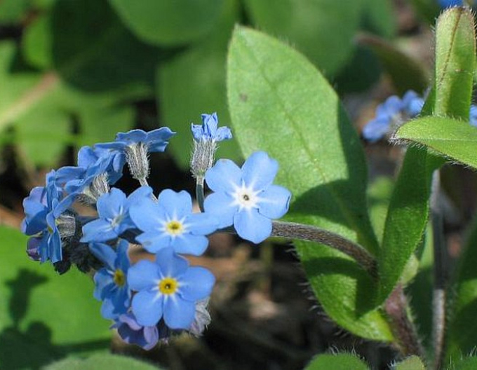 Wald-Vergissmeinnicht Blau