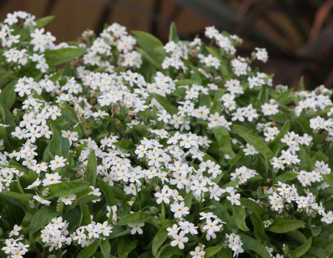 Wald-Vergissmeinnicht ´White´