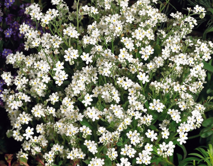 Wald-Vergissmeinnicht ´White´