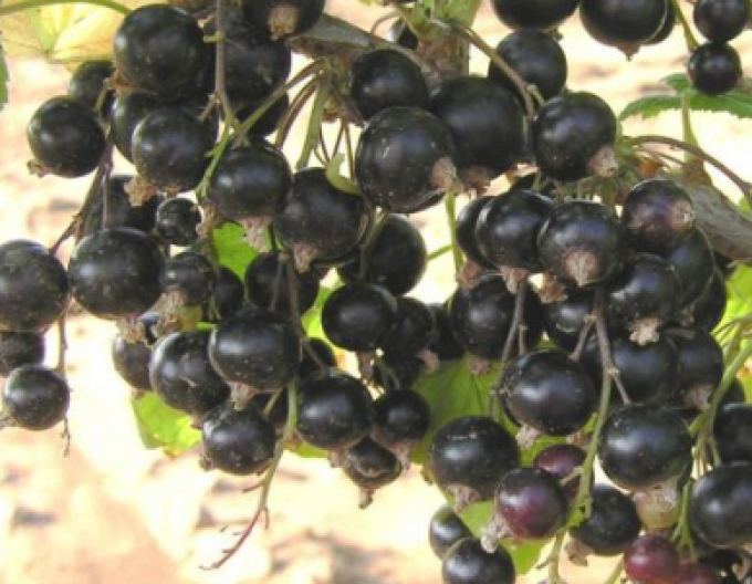 Schwarze Johannisbeere Ben Hope Hochstämmchen, 2l