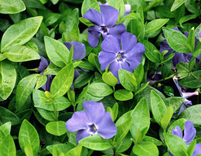Jungfernkraut (vinca minor)