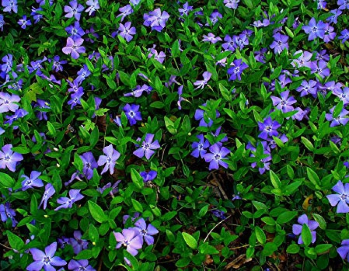 Jungfernkraut (vinca minor)