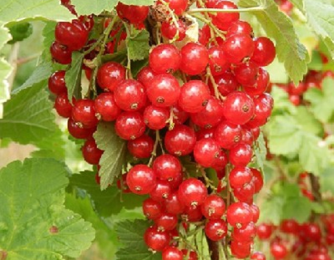 Rote Johannisbeere Junifer Strauch