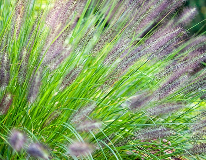 Immergrünes Veilchen Viridescens