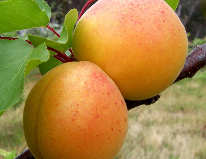 Aprikose Ungarisch auf. Myrobalan, wurzelnackt