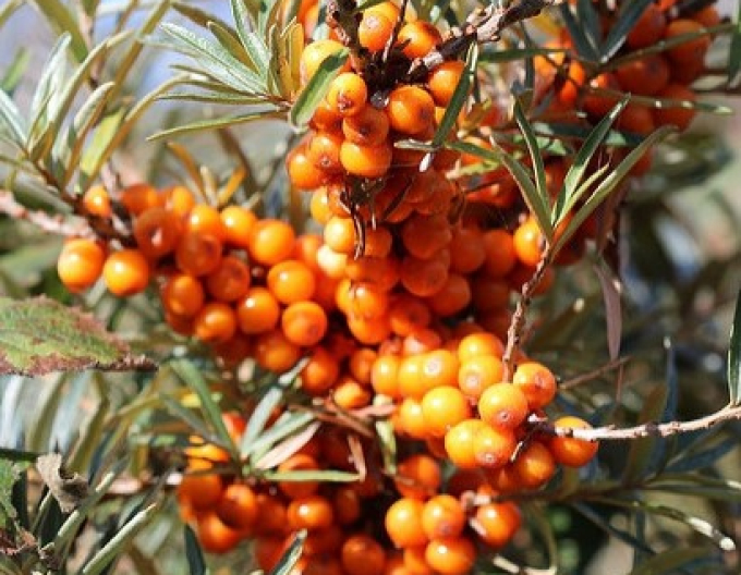 Sanddorn weiblich Krasavica