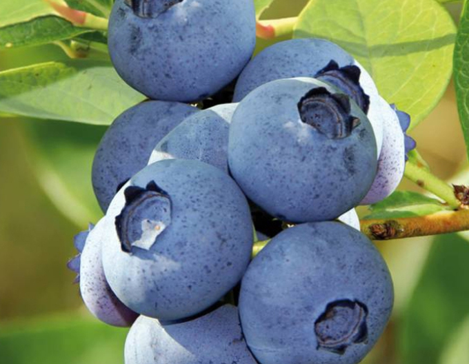 Kanadische Heidelbeere Bluecrop