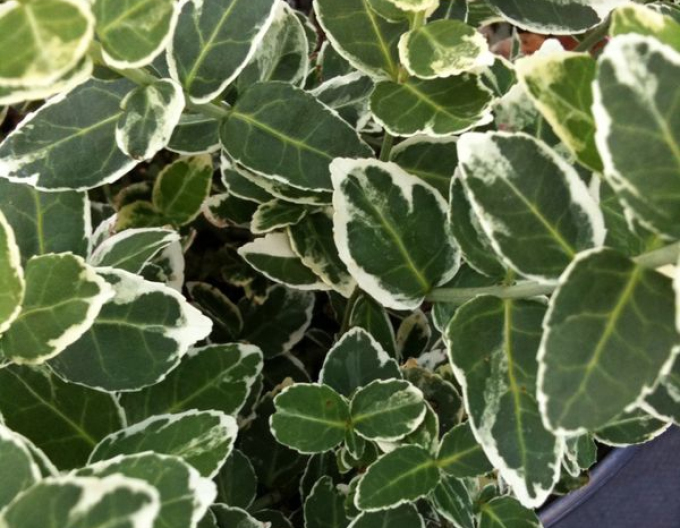 Euonymus fortunei "EMERALD GAIETY"