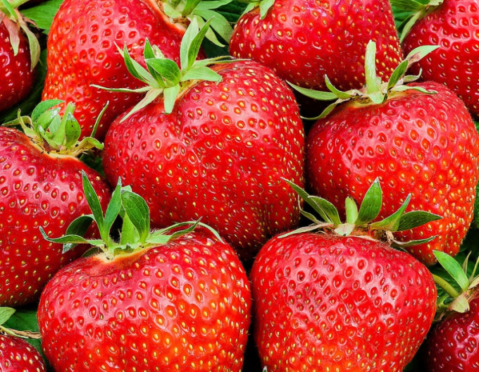 Erdbeere Ostara  immertragende