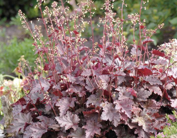 Heuchera Schmelzendes Feuer