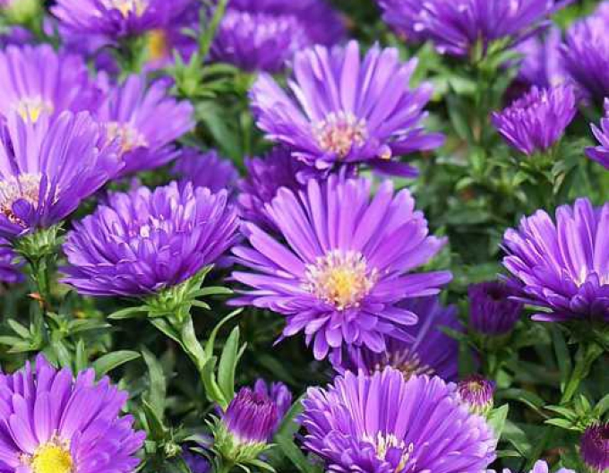 Astra novi-belgii Magic Purple