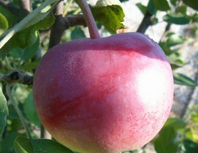 Apfelbaum Vista Bella auf M9, wurzelnackt