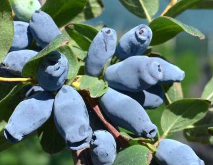 Sibirische Blaubeere Aurora