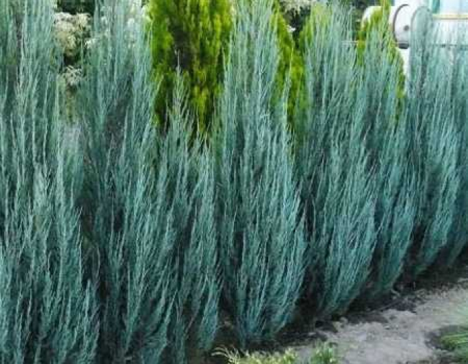 Raketenwacholder Blue Arrow