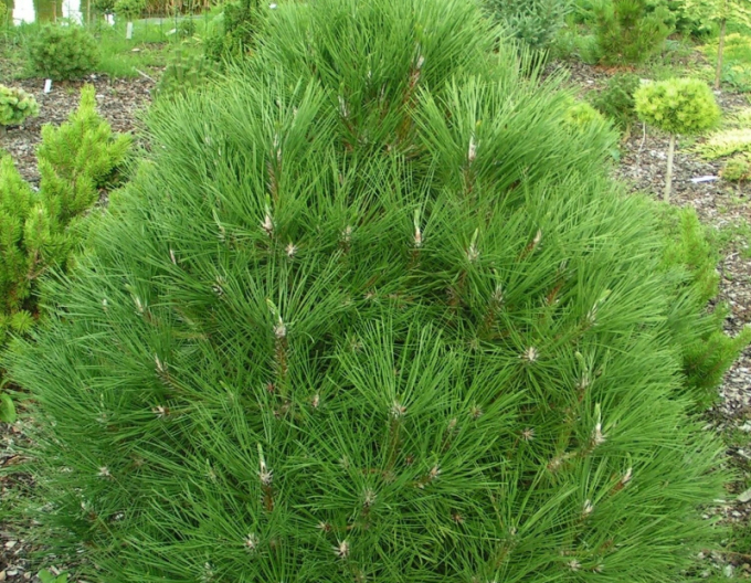 Schwarzkiefer  Spielberg