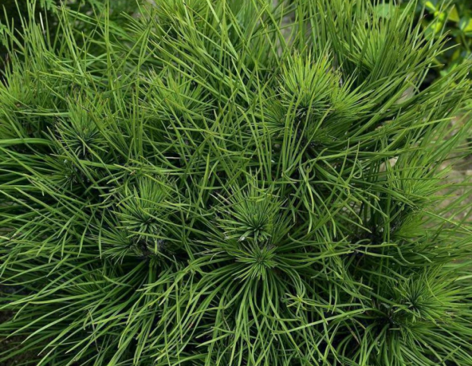 Schwarzkiefer  Spielberg