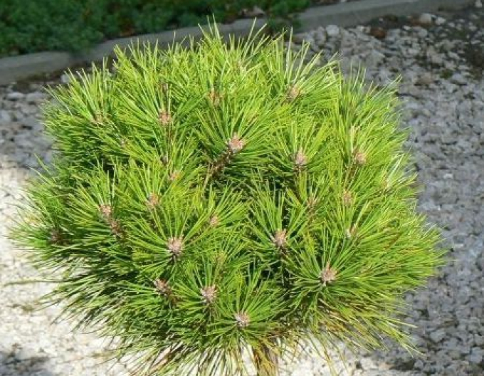 Schwarzkiefer "Bambino" auf einem Pflock