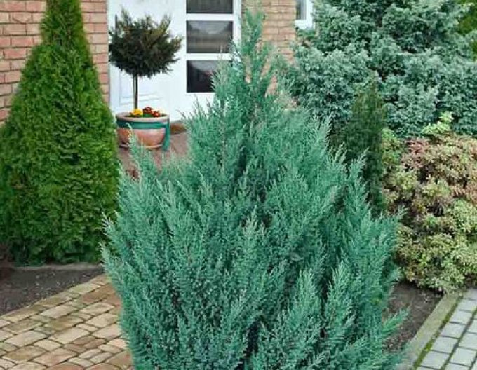 Chinesischer Wacholder Stricta