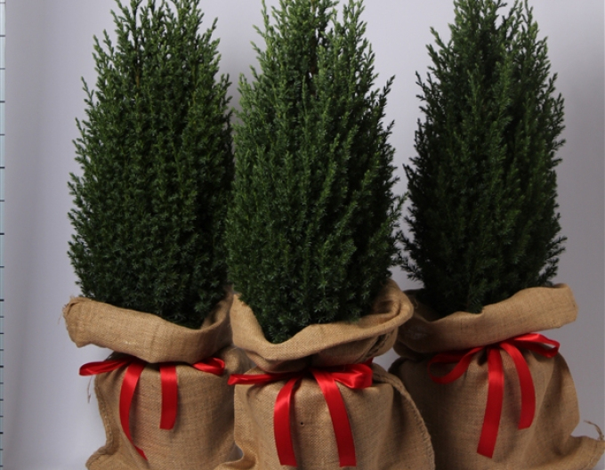 Chinesischer Wacholder Stricta