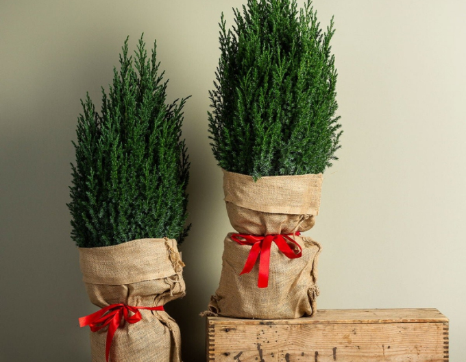 Chinesischer Wacholder Stricta