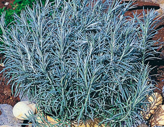 Currykraut (Italienische Strohblume)