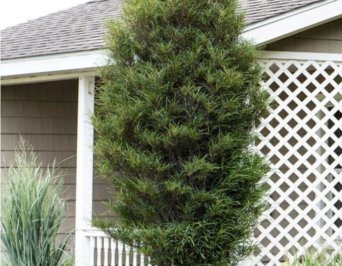 Schmalblättriger Faulbaum Fine Line 100 - 125cm