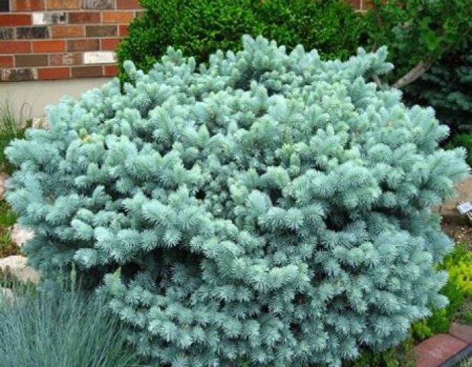 Gemeine Fichte Glauca Globosa