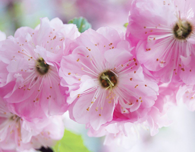 Dreiblättrige Mandel