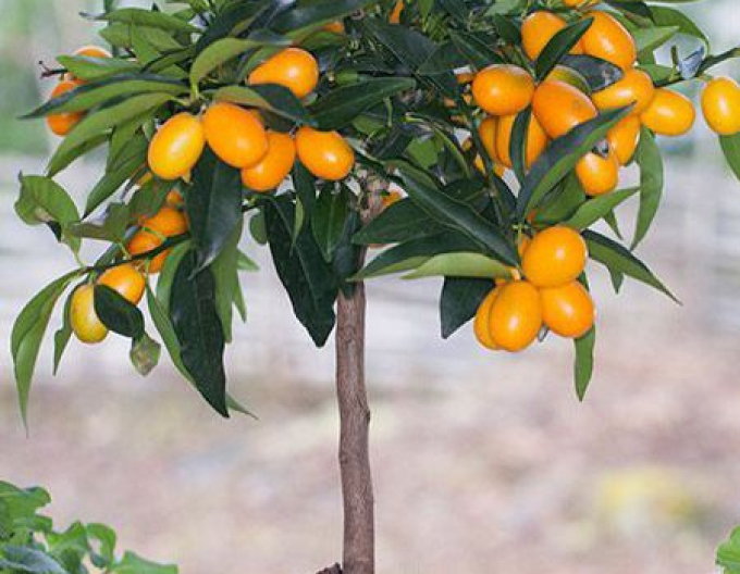 Zitronenbaum Kumquat
