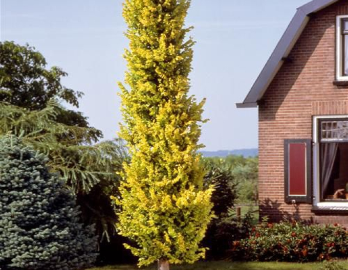 Holländische Ulme Wredei