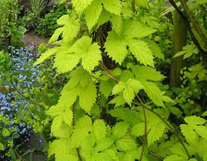 Wilder Hopfen Aureus