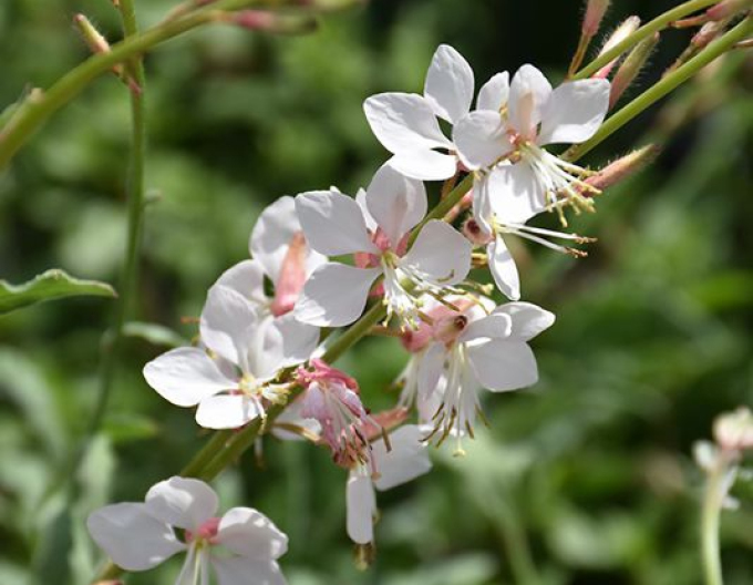 Gaura ´Whirling Butterflies