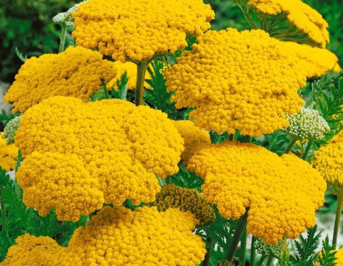 Goldgarbe Cloth of Gold