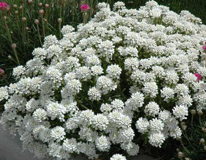 Iberia immergrün Tahoe