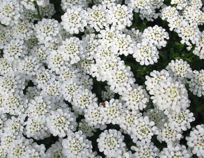 Iberia immergrün Tahoe