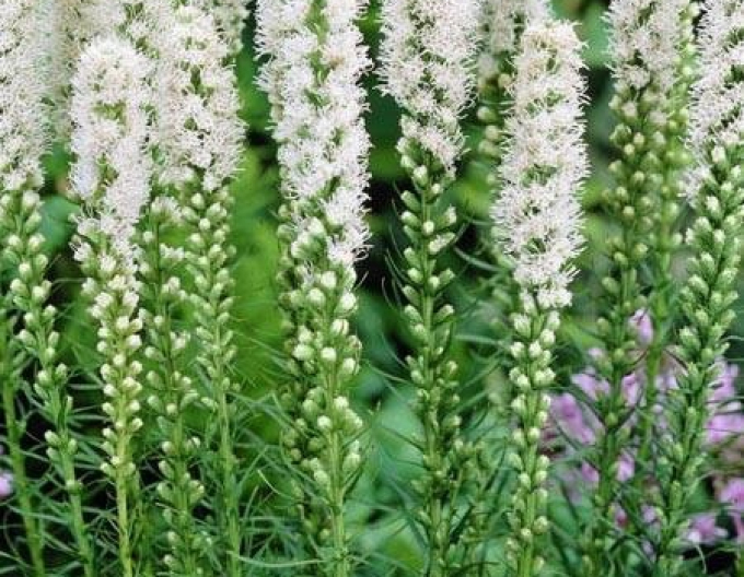 Liatra Floristan Weiß