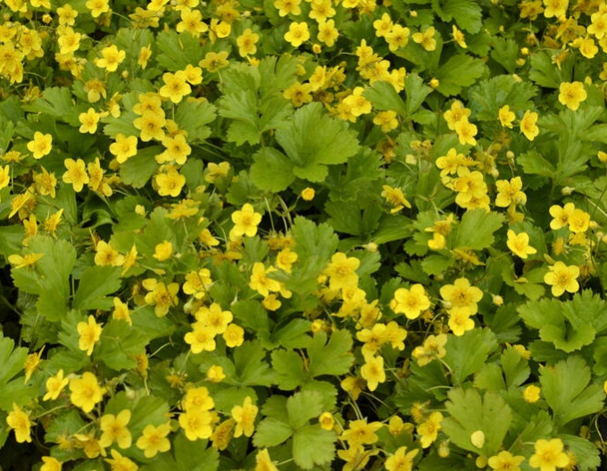 Dreiblättrige Waldsteinie